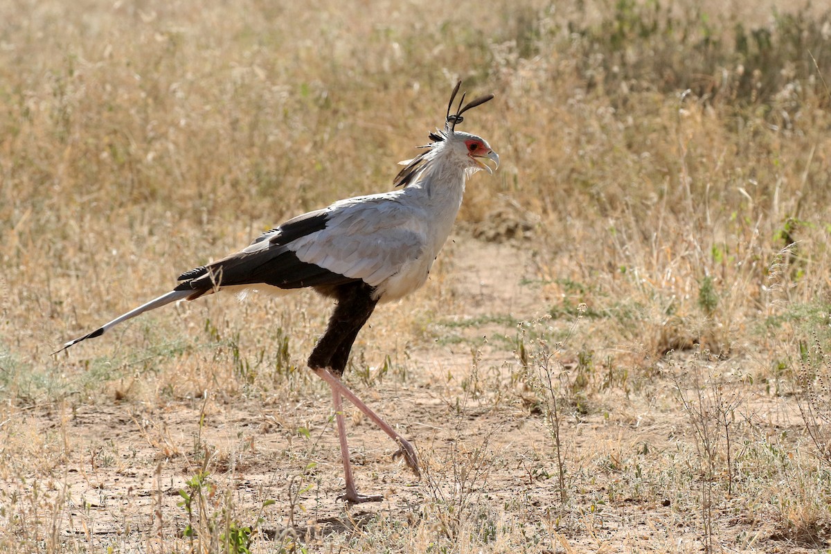 Secretarybird - ML170616401