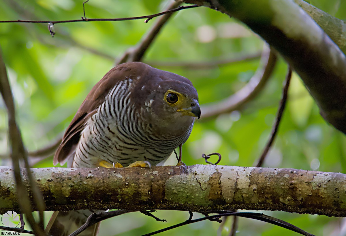 Barred Forest-Falcon - ML170617041