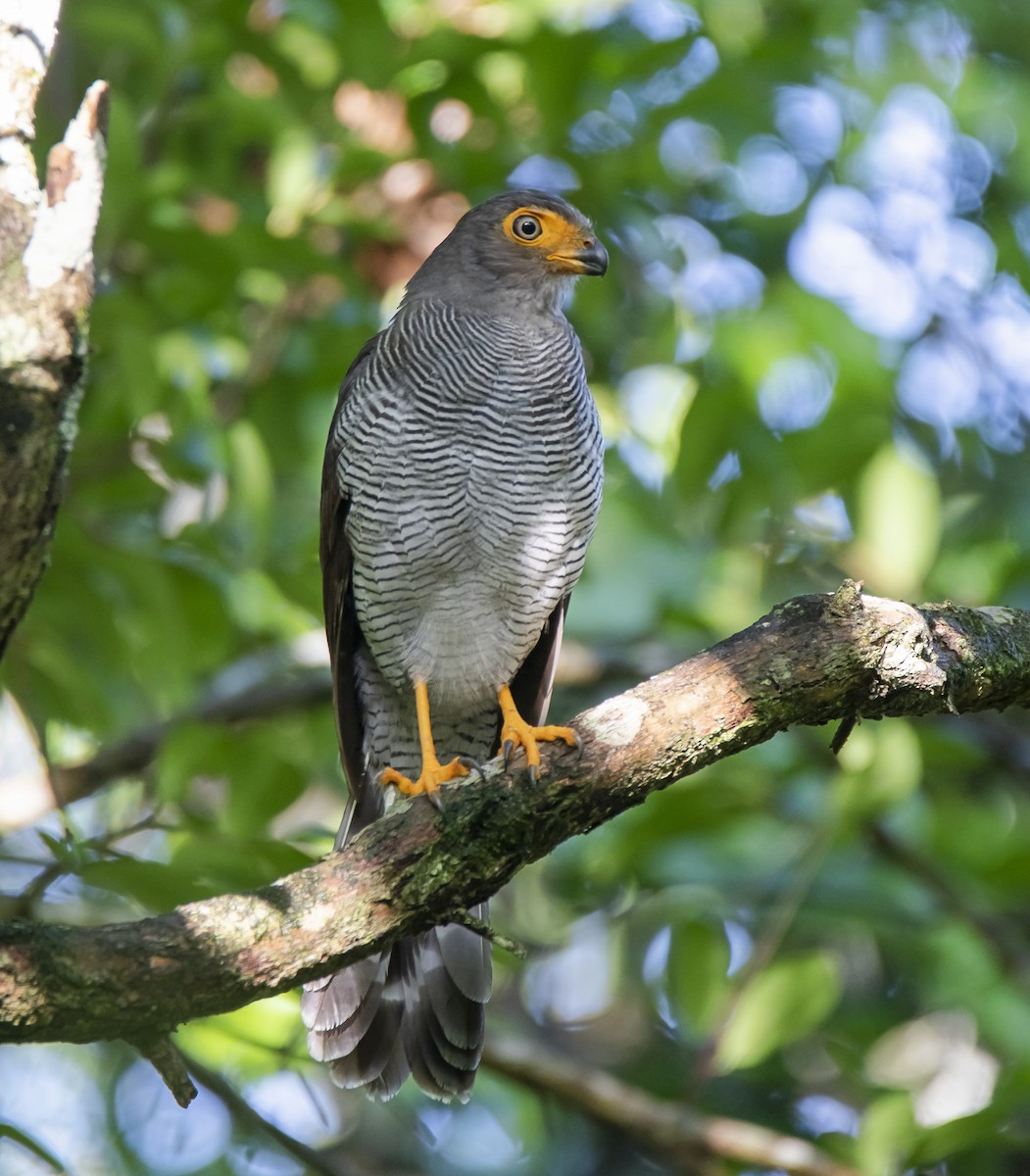 Barred Forest-Falcon - ML170617181