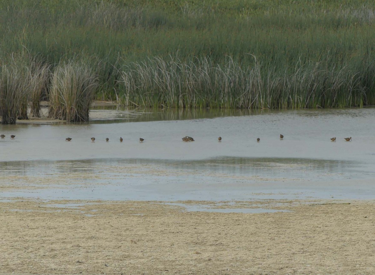 Long-billed Dowitcher - ML170617981