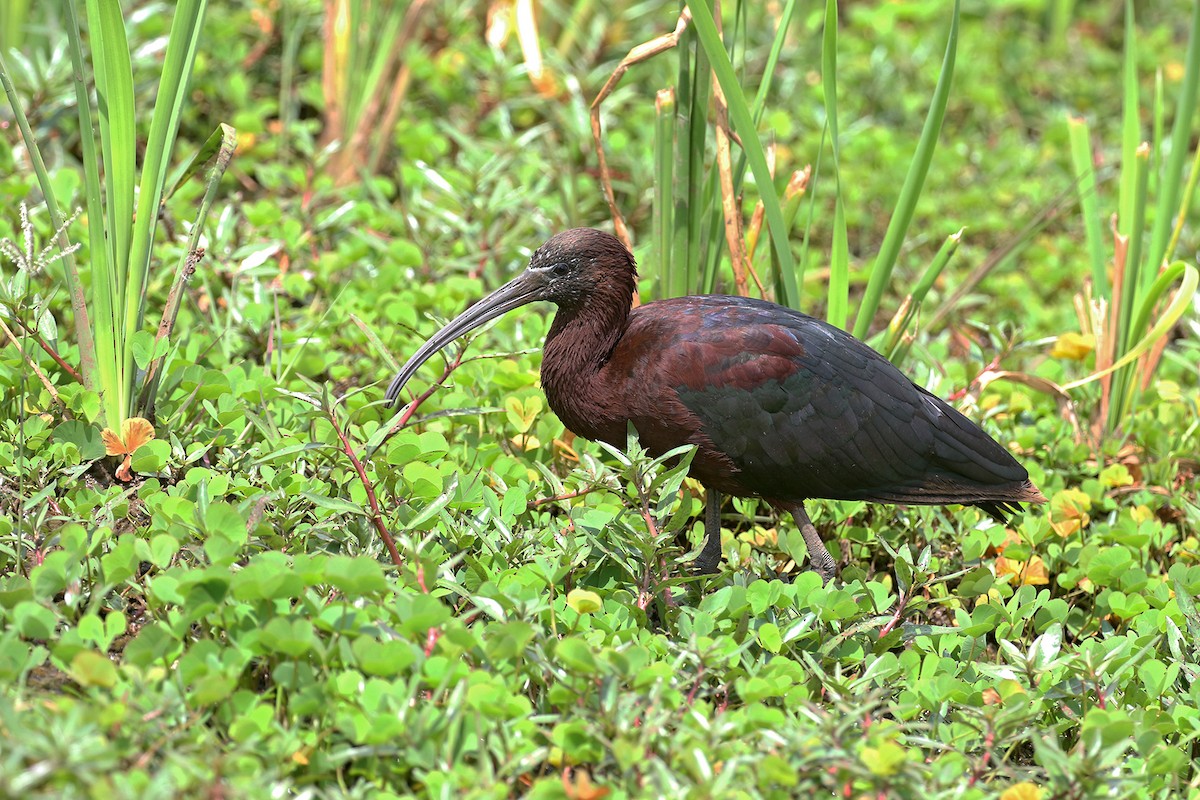 ibis hnědý - ML170618261