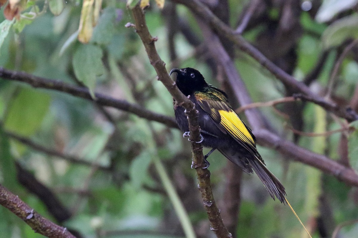 Golden-winged Sunbird - ML170620421