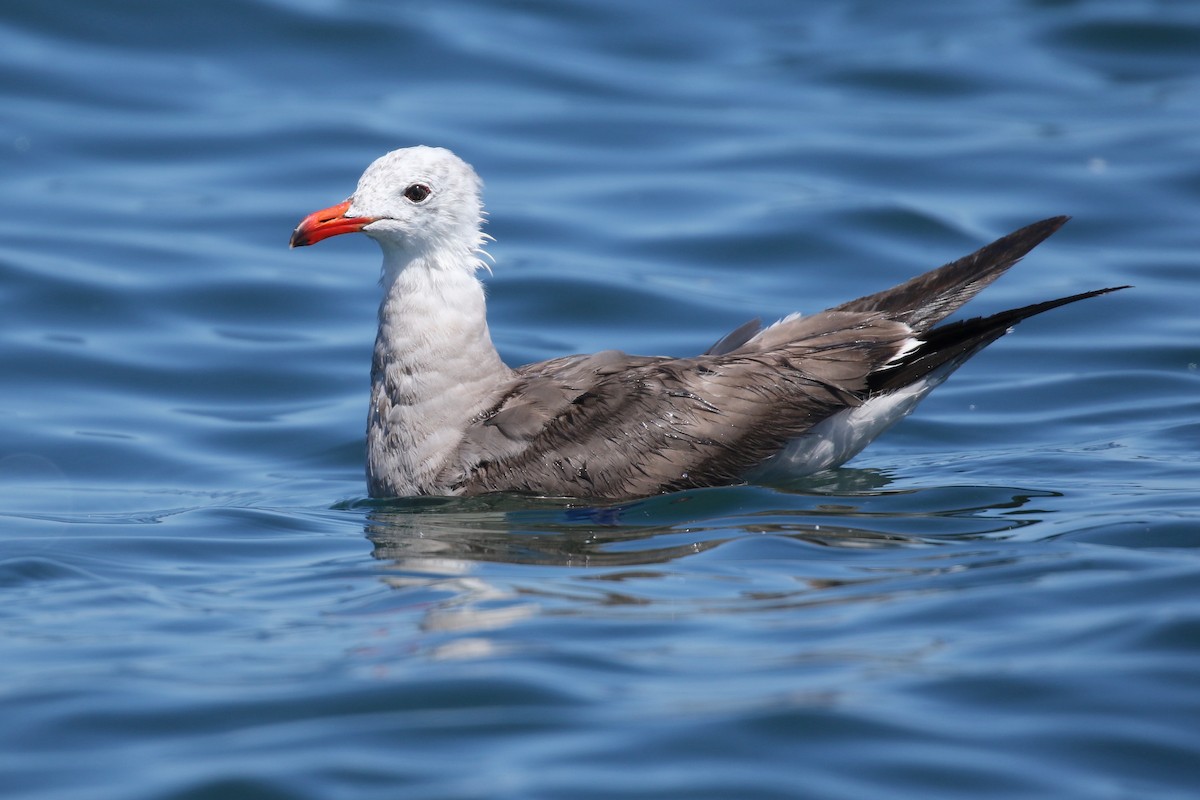 Heermann's Gull - ML170621031