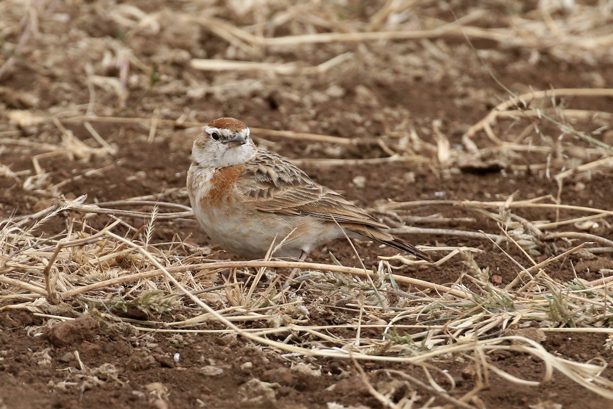 Red-capped Lark - Charley Hesse TROPICAL BIRDING