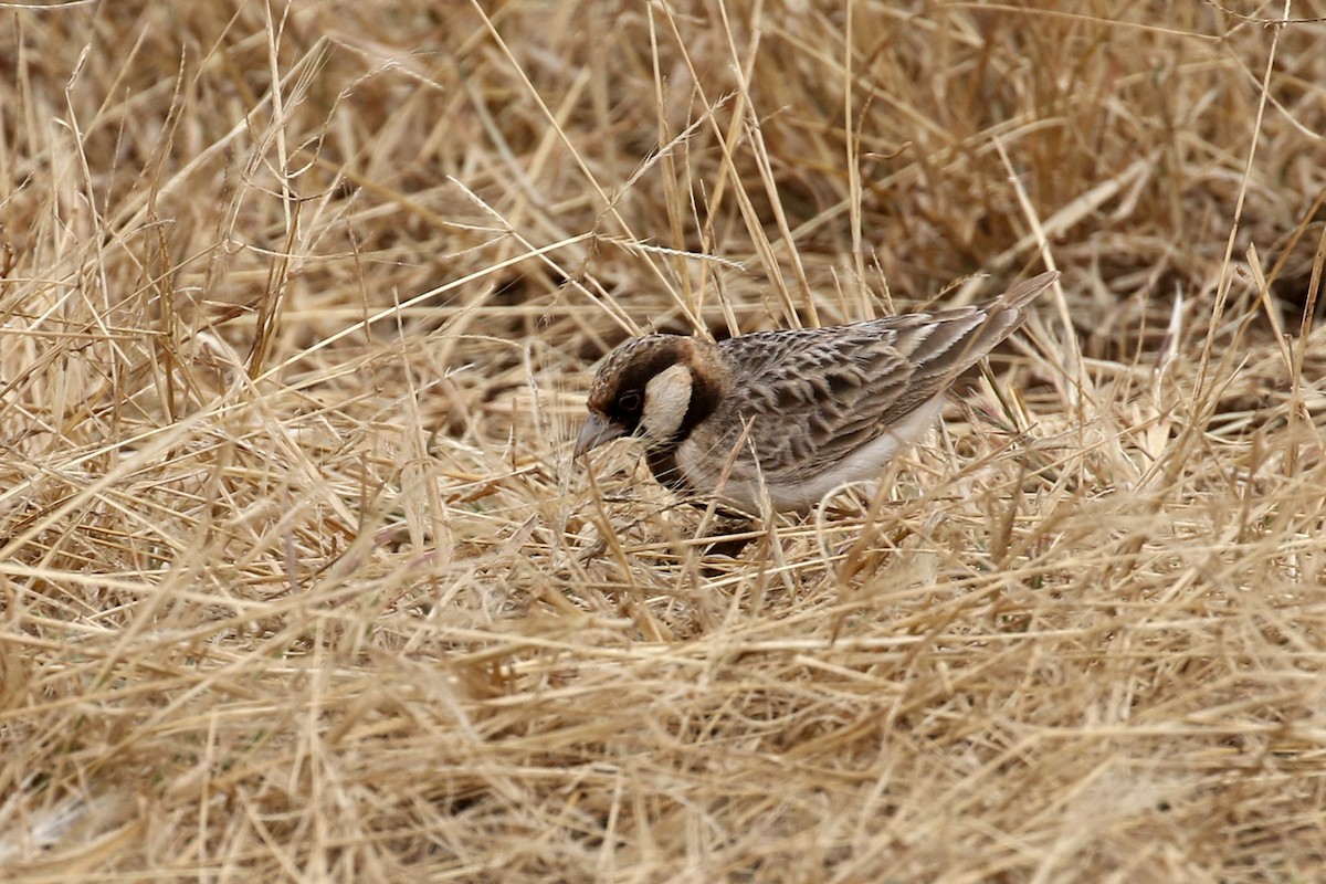 Fischer's Sparrow-Lark - ML170621421