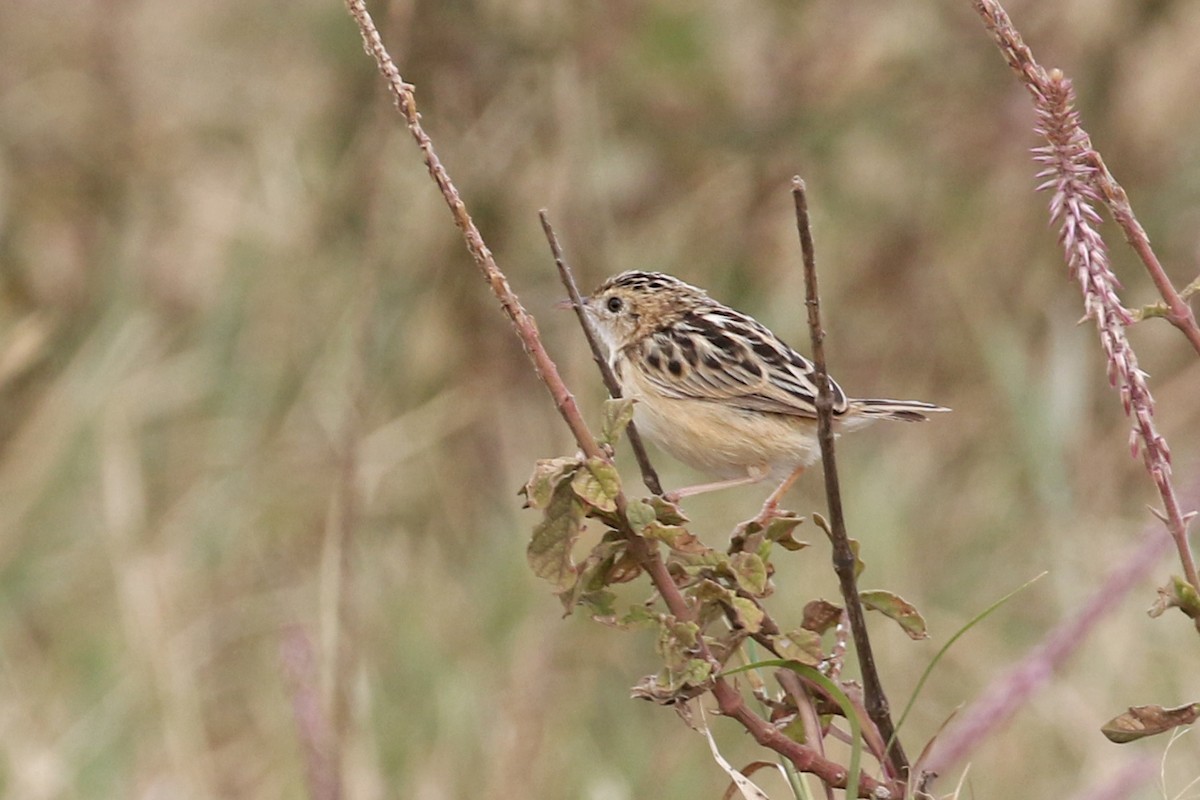 Pectoral-patch Cisticola (Pectoral-patch) - ML170621451