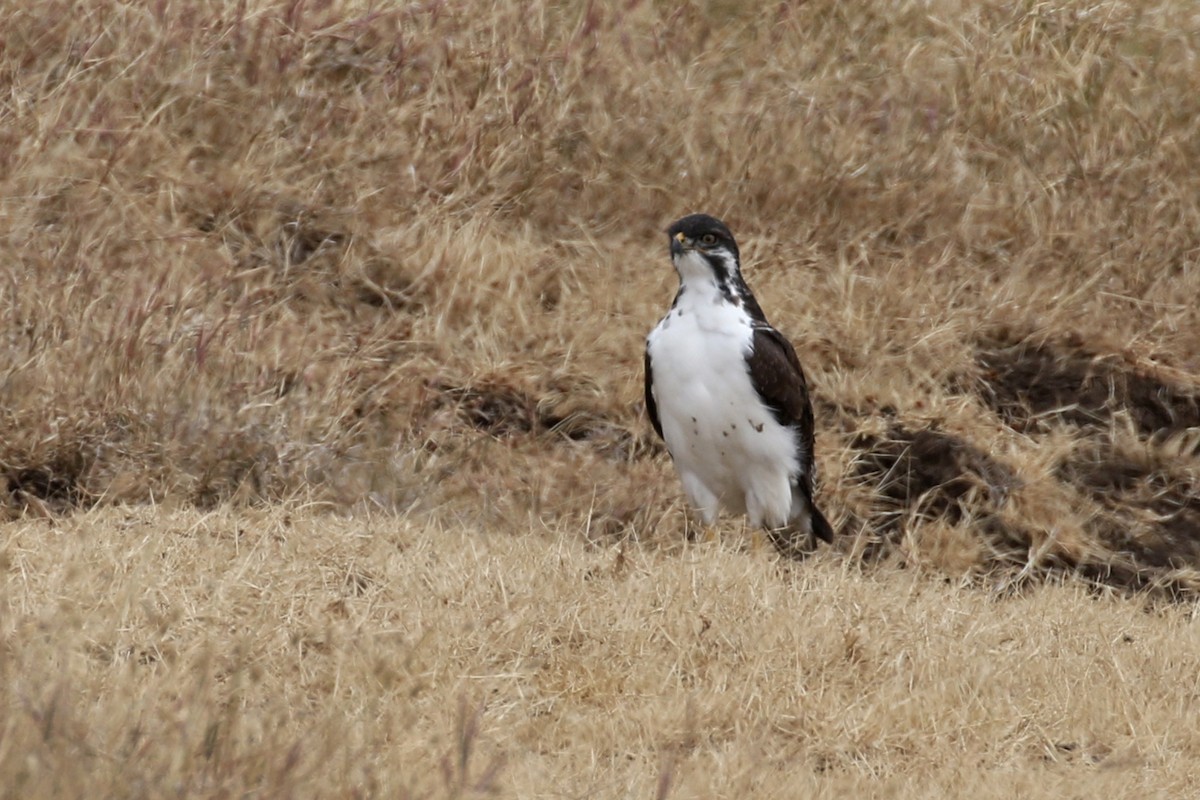 Augur Buzzard (Augur) - Charley Hesse TROPICAL BIRDING