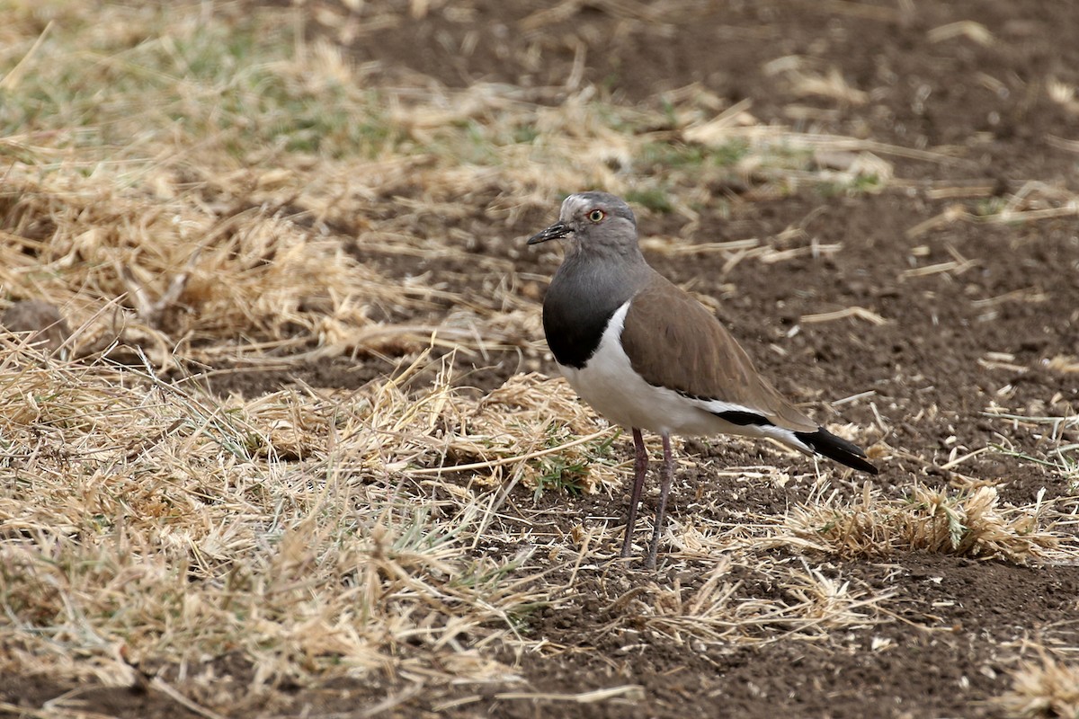 Black-winged Lapwing - Charley Hesse TROPICAL BIRDING