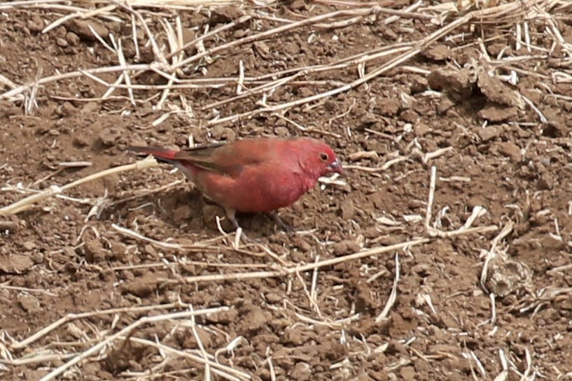 Senegal Ateşispinozu - ML170621661