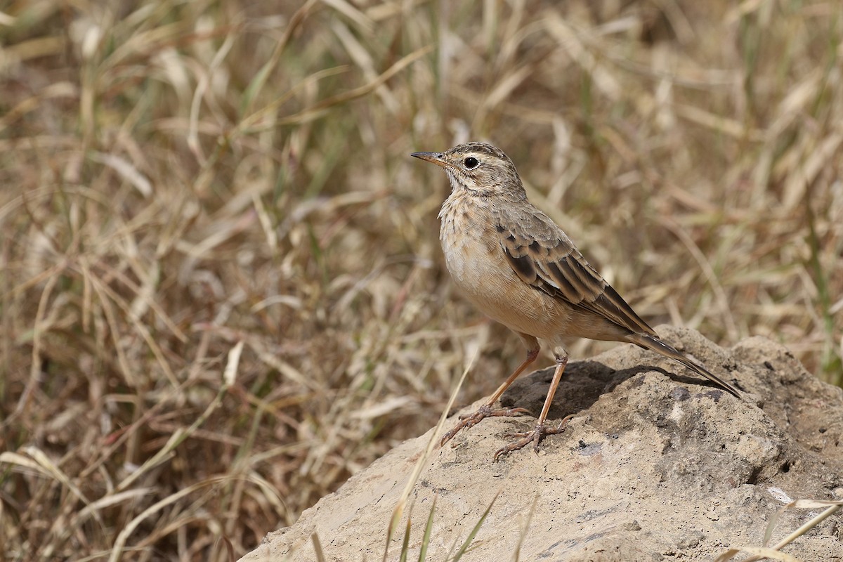 Plain-backed Pipit - Charley Hesse TROPICAL BIRDING