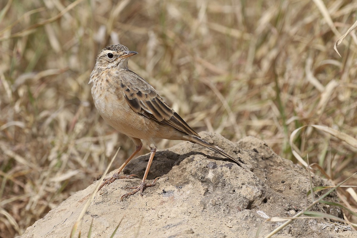 Plain-backed Pipit - ML170621741