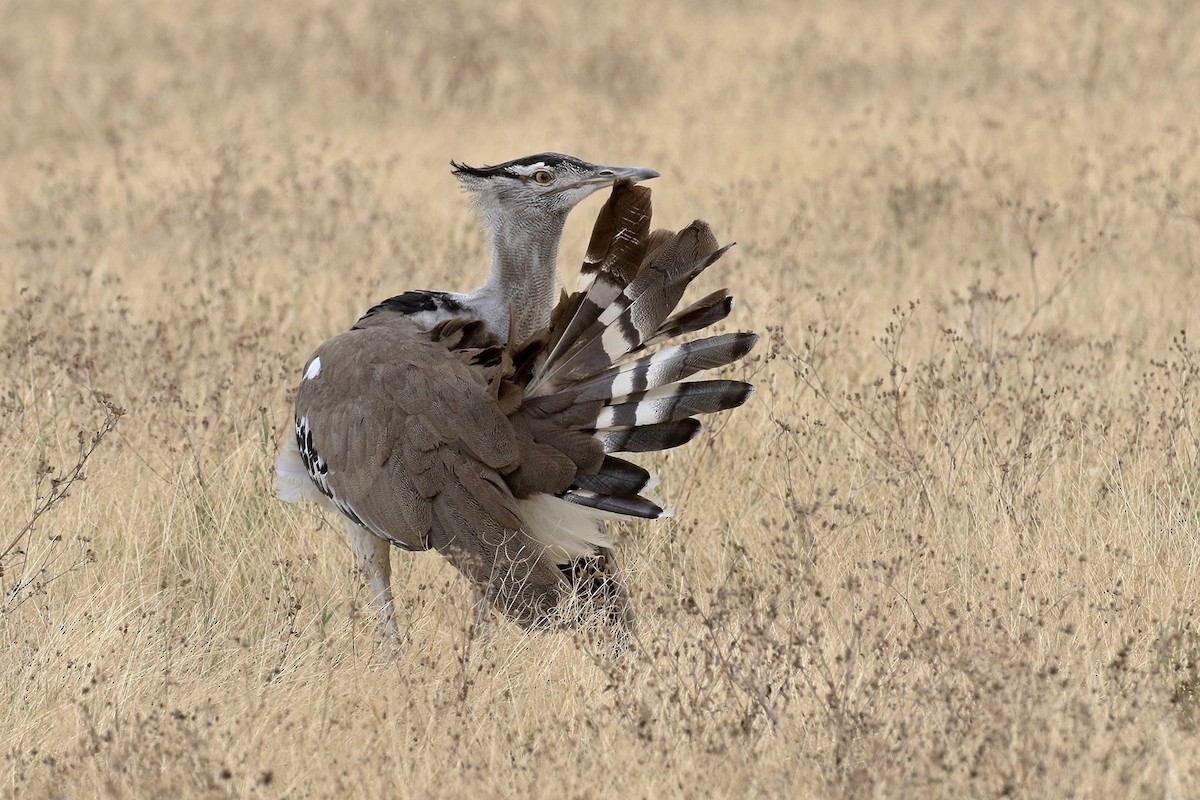 Kori Bustard - Charley Hesse TROPICAL BIRDING