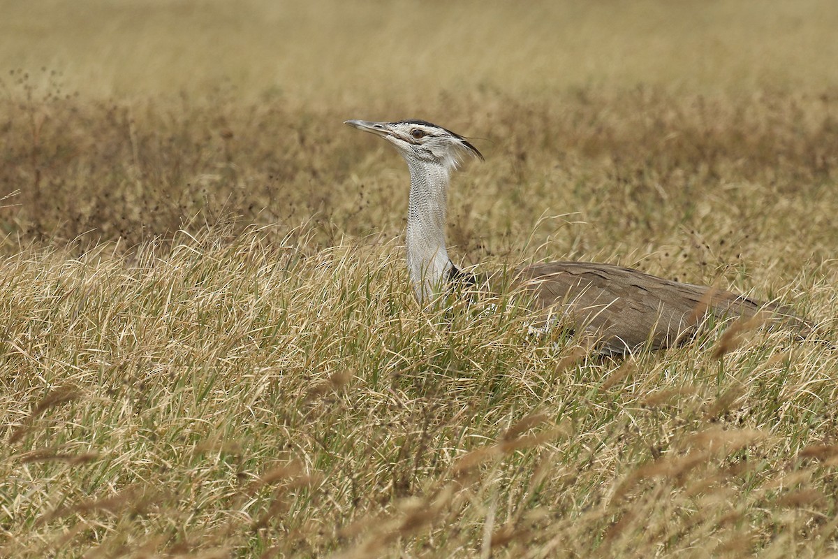 Kori Bustard - Charley Hesse TROPICAL BIRDING