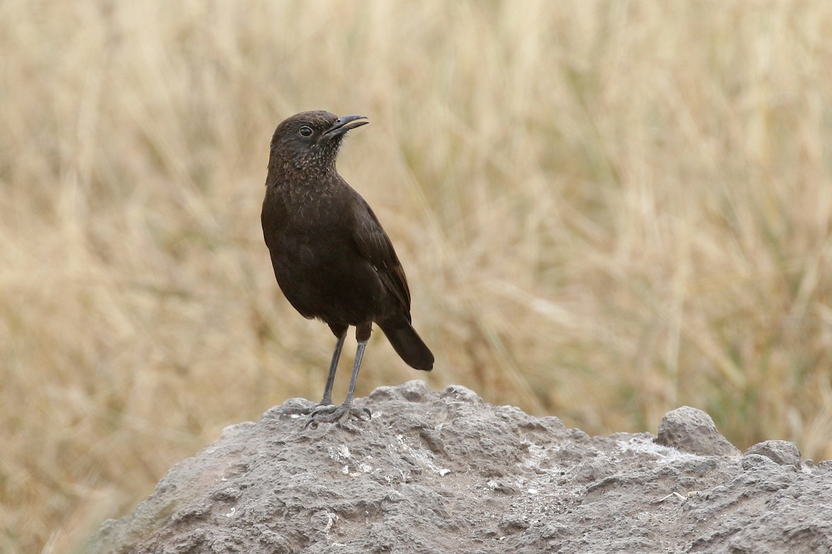 Northern Anteater-Chat - Charley Hesse TROPICAL BIRDING