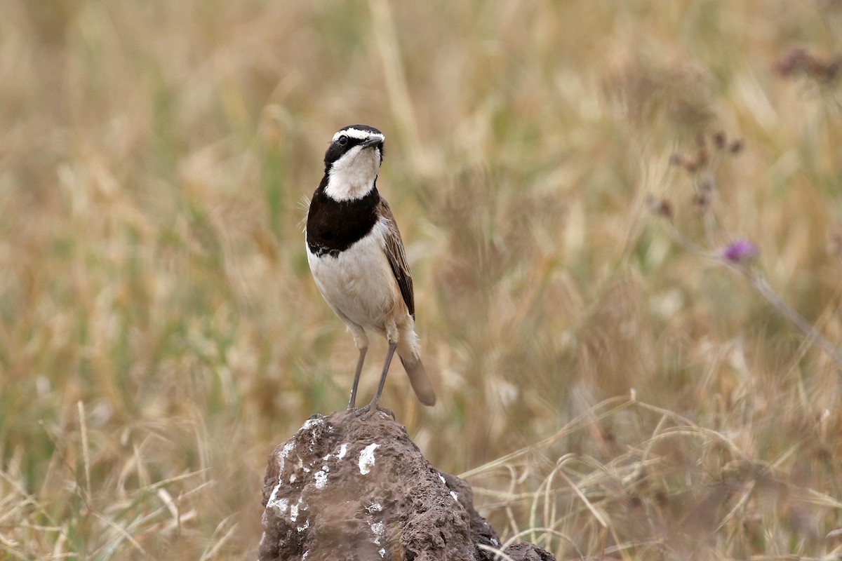 Capped Wheatear - ML170621881