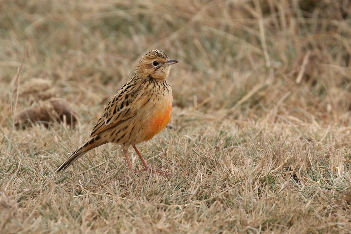 Rosy-throated Longclaw - ML170621901