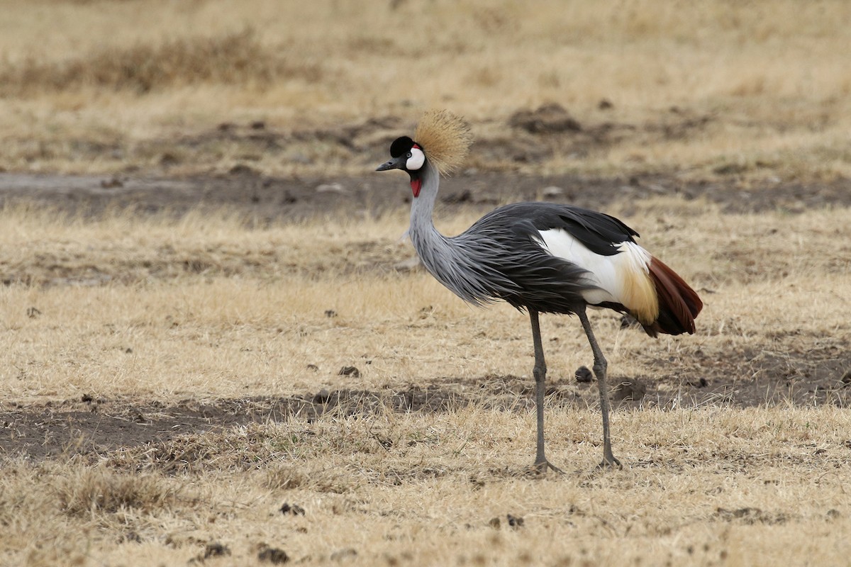 Gray Crowned-Crane - Charley Hesse TROPICAL BIRDING