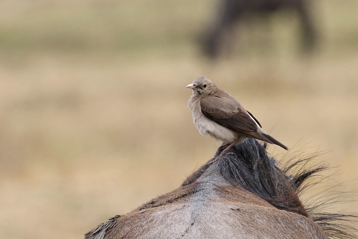 Wattled Starling - ML170622011