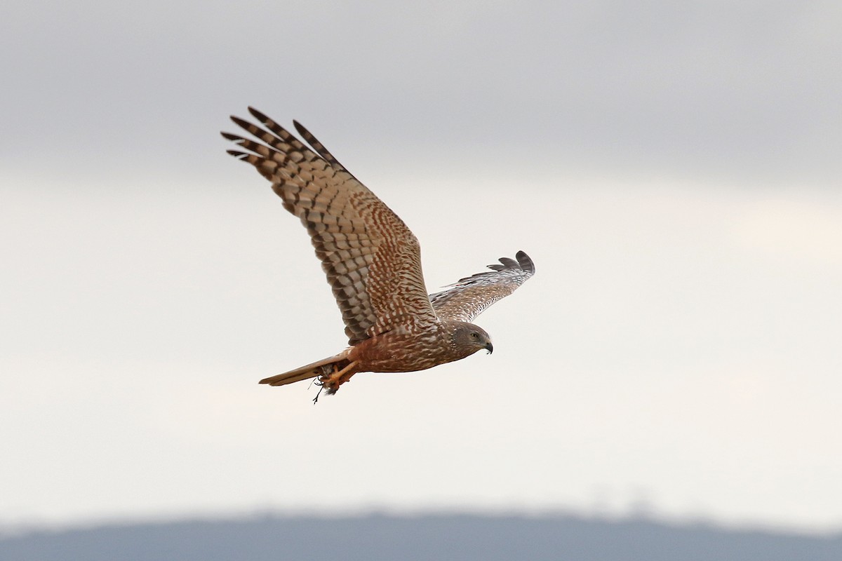 African Marsh Harrier - Charley Hesse • Naturally Adventurous Podcast