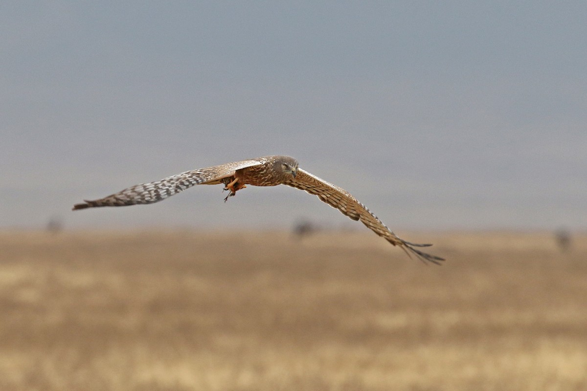 African Marsh Harrier - ML170622071