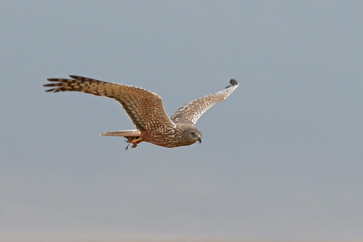 African Marsh Harrier - ML170622101