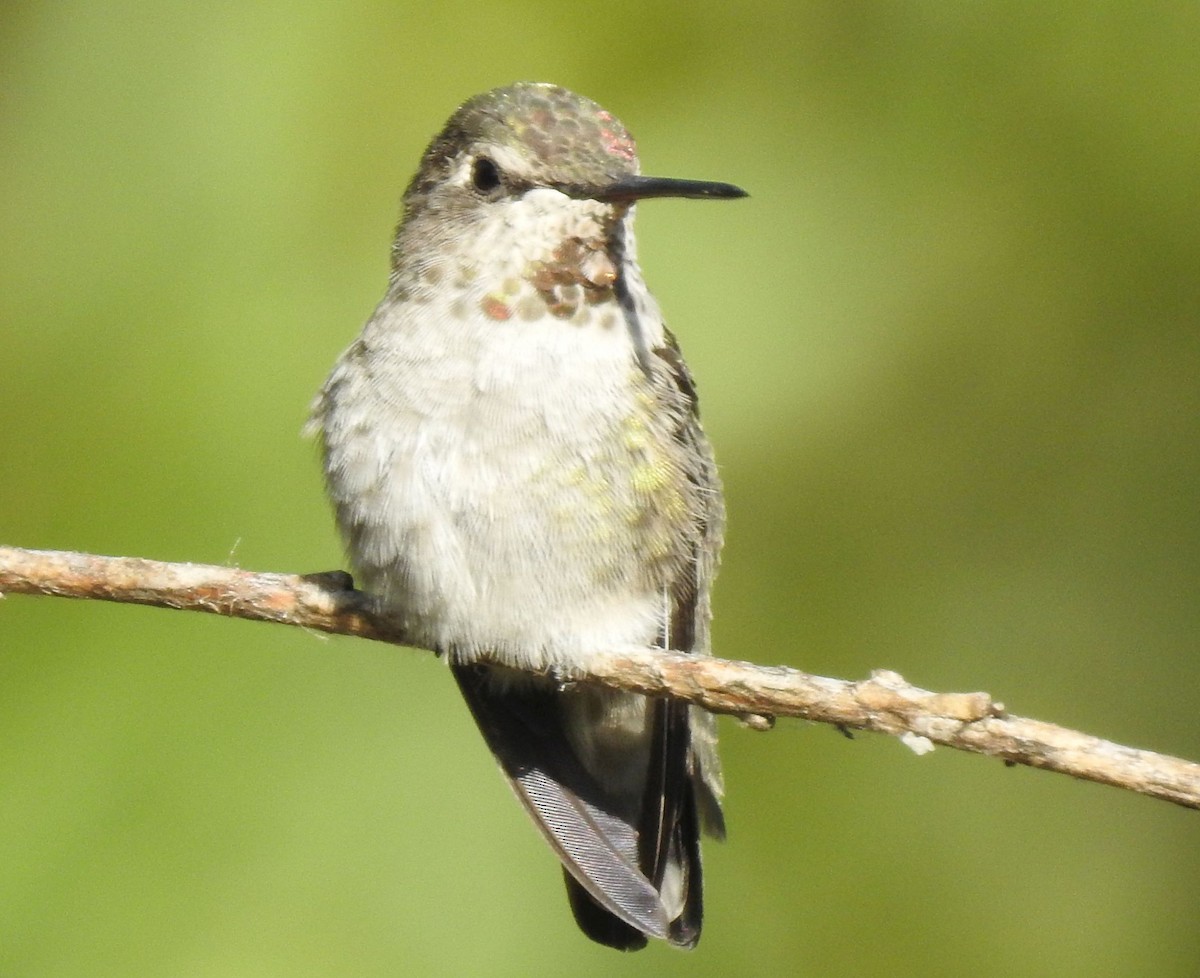 Anna's Hummingbird - ML170622951