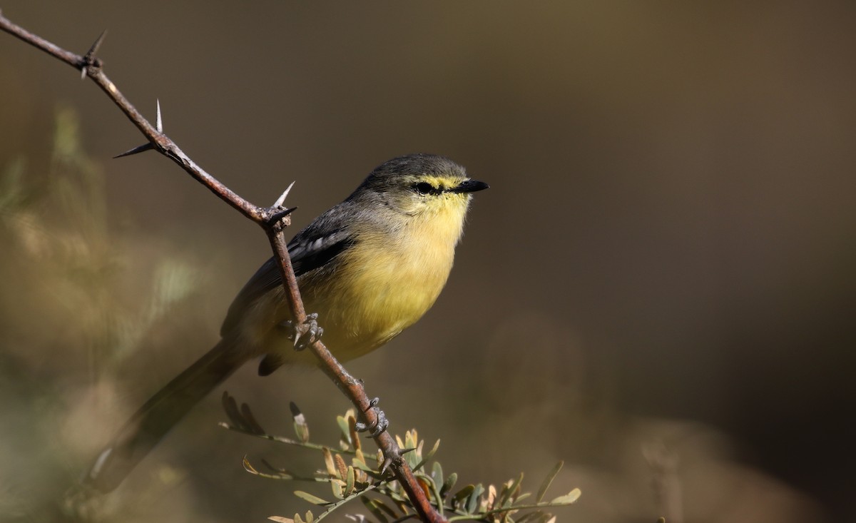 Greater Wagtail-Tyrant (Greater) - ML170625761