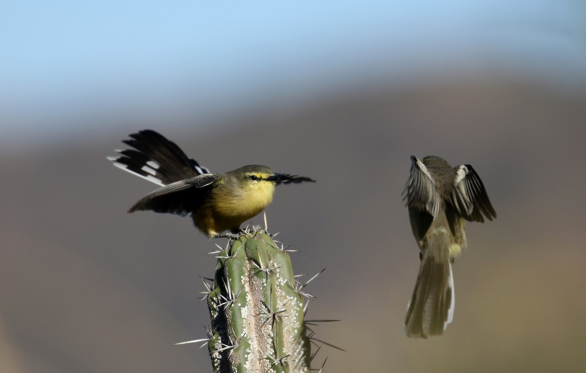 Greater Wagtail-Tyrant (Greater) - Jay McGowan