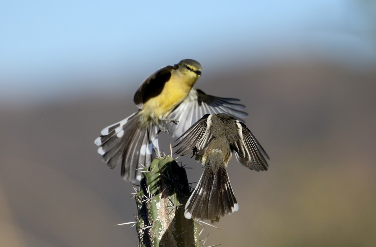 Greater Wagtail-Tyrant (Greater) - ML170625871