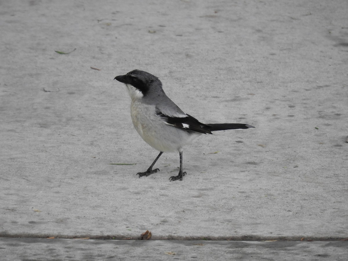 Loggerhead Shrike - ML170628881