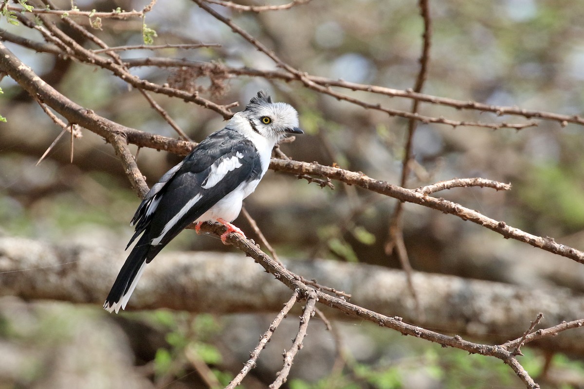 Gray-crested Helmetshrike - ML170629661