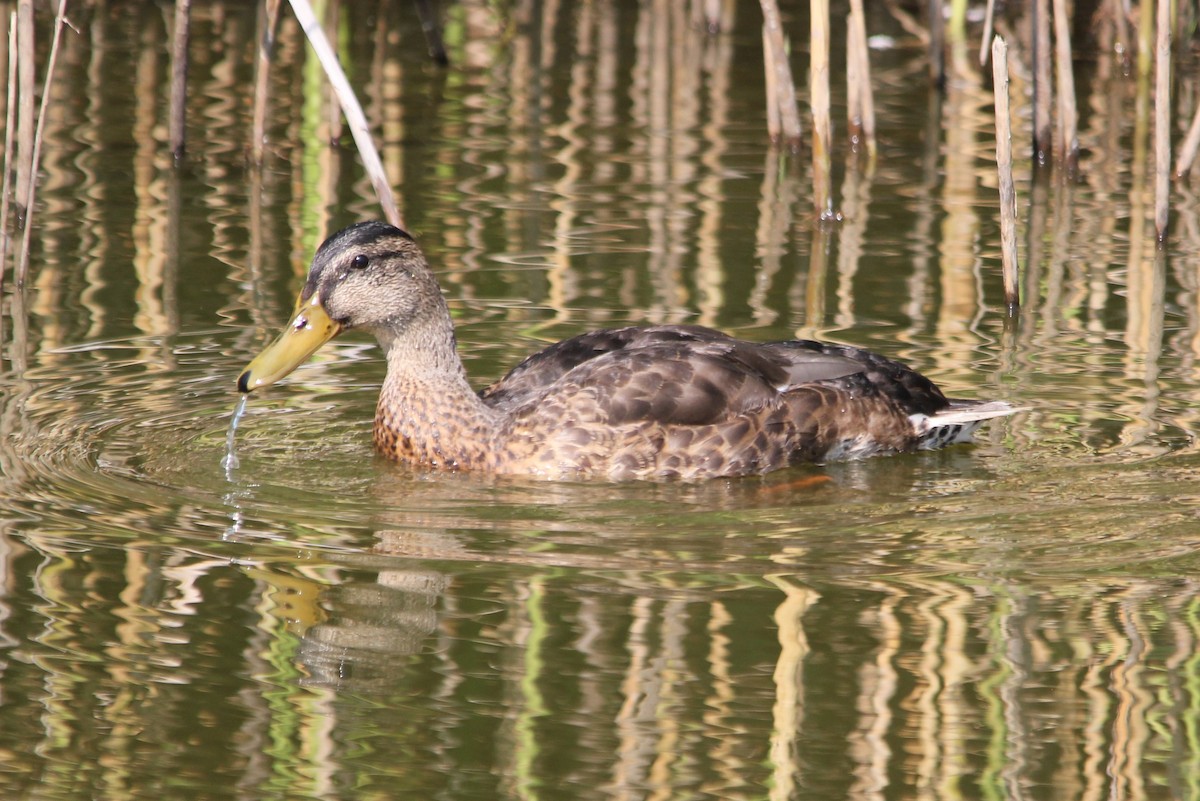 Mallard - Steve Minard