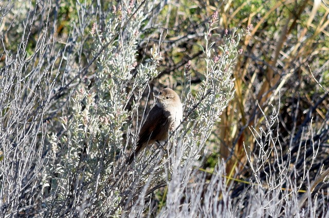 Sharp-billed Canastero - ML170631101