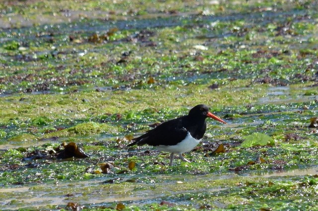 Magellanic Oystercatcher - ML170631131