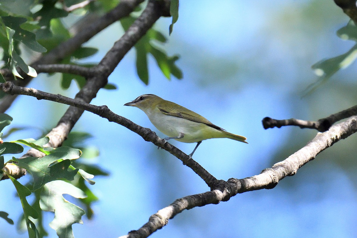 Red-eyed Vireo - ML170631491