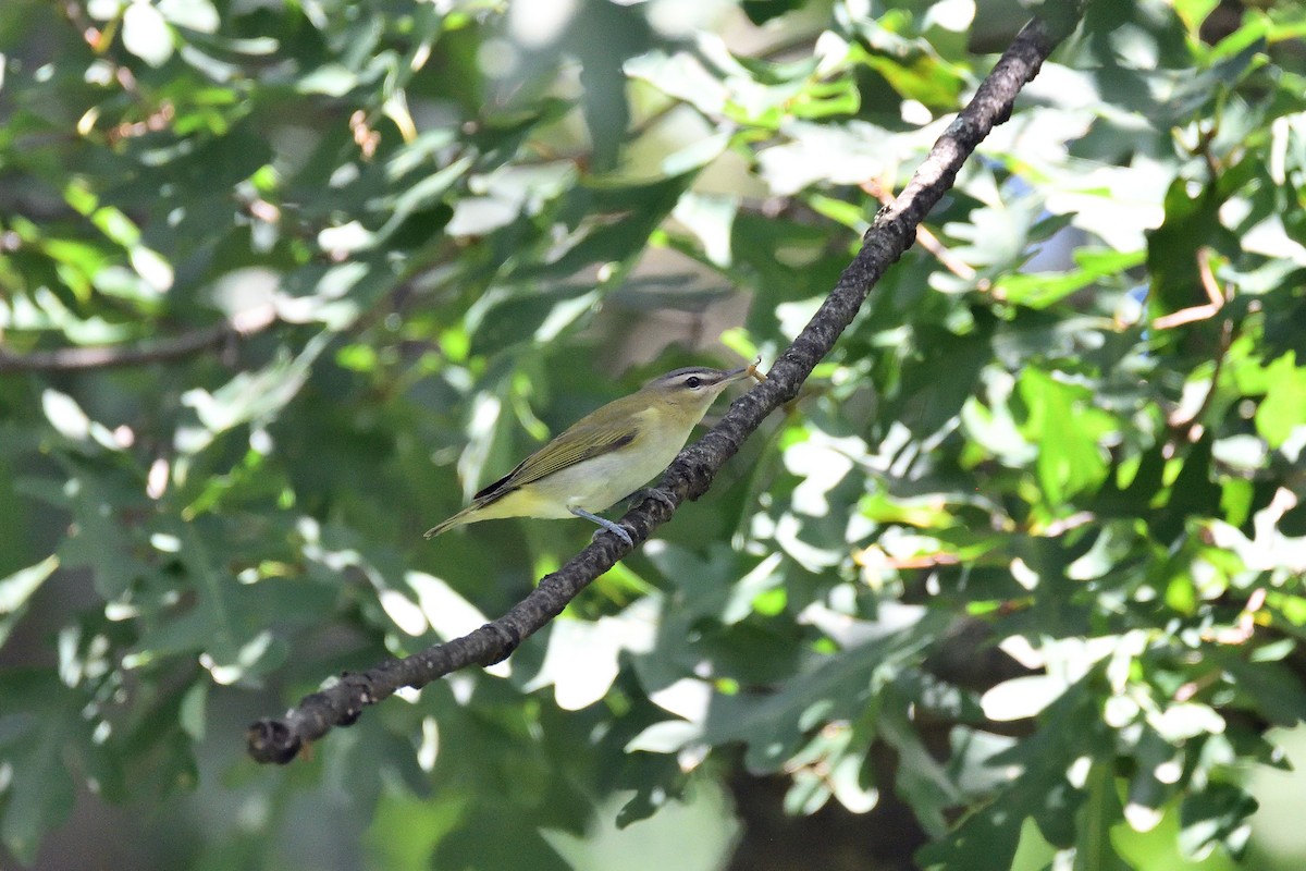 Red-eyed Vireo - ML170631511