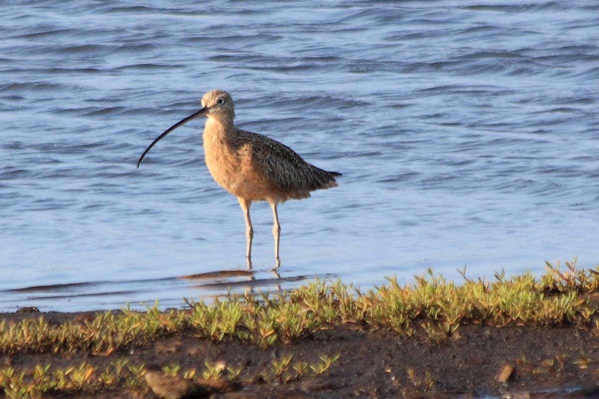 Long-billed Curlew - ML170634411