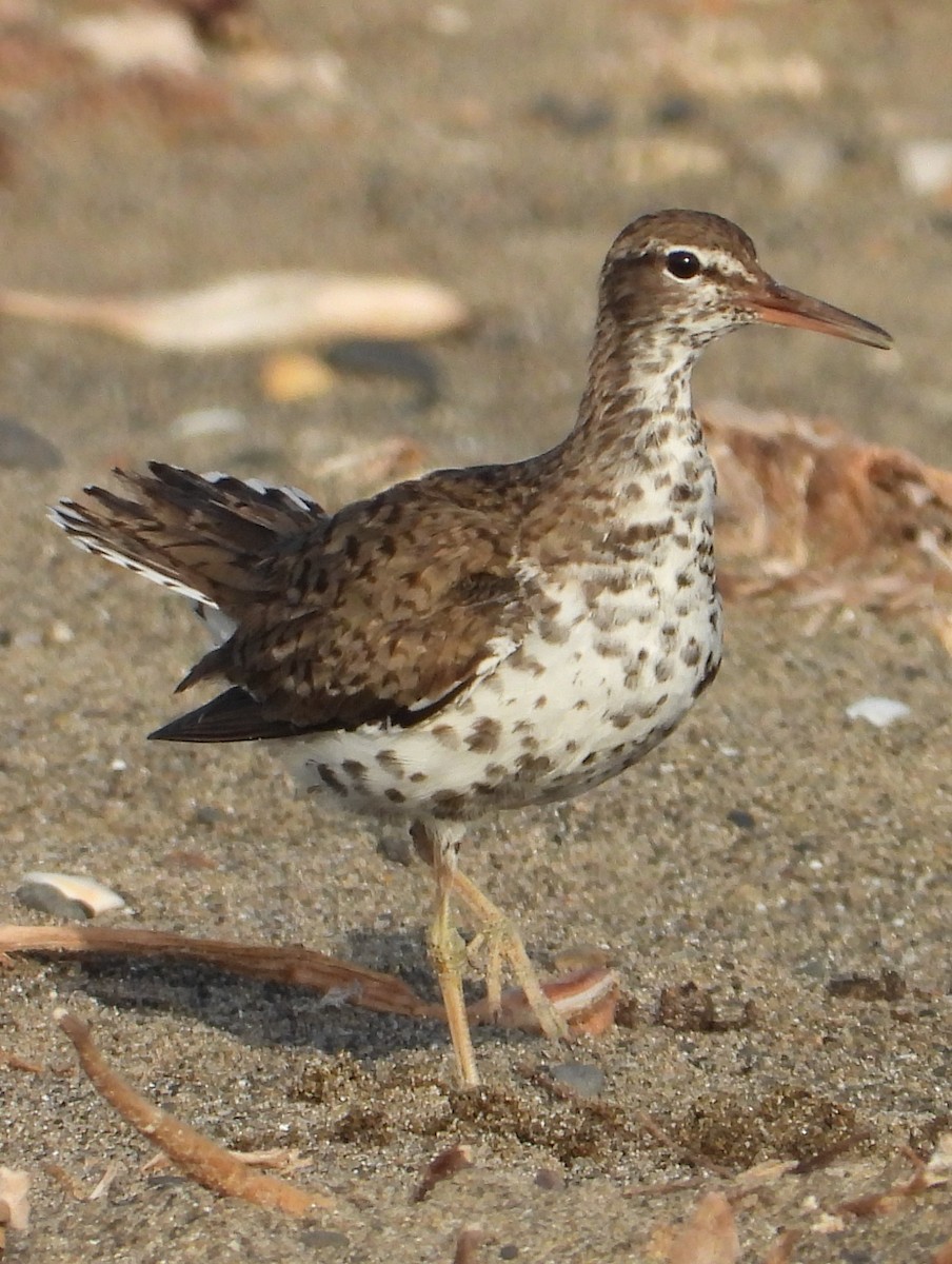 Spotted Sandpiper - ML170634821