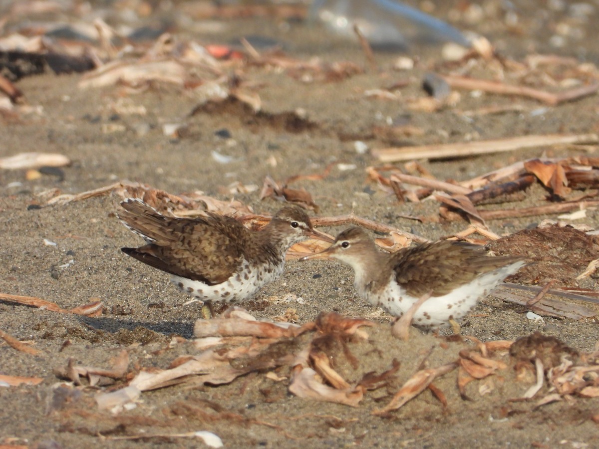 Spotted Sandpiper - ML170634991