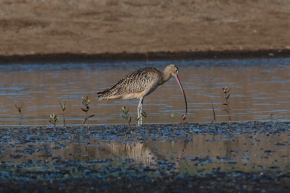 Long-billed Curlew - ML170635181