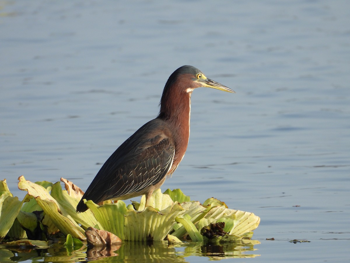 Green Heron - Adrianh Martinez-Orozco