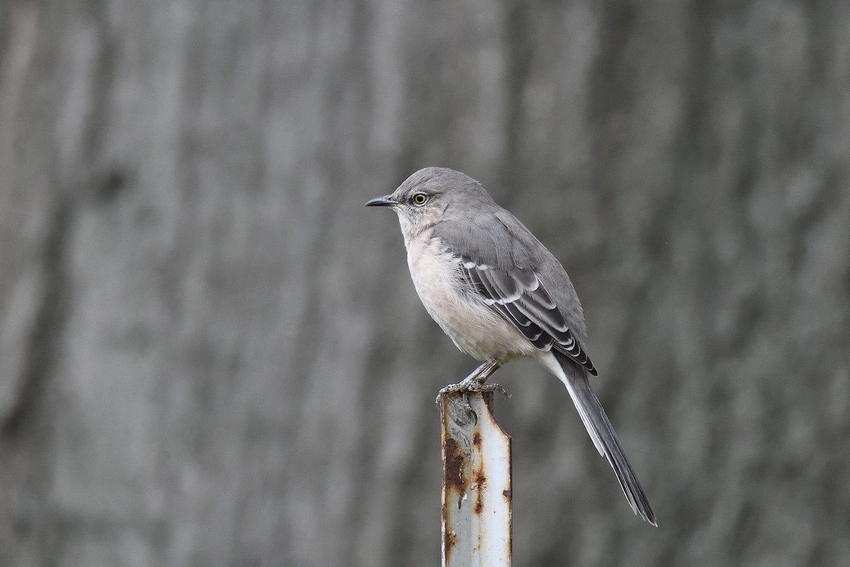 Northern Mockingbird - terence zahner