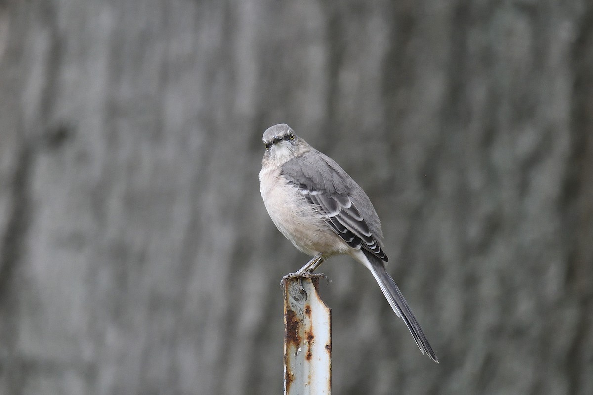 Northern Mockingbird - terence zahner