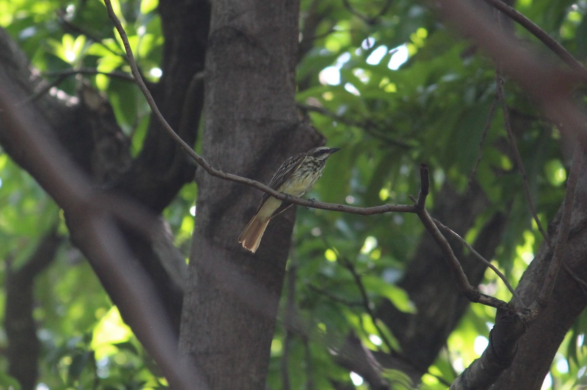 Sulphur-bellied Flycatcher - Diego Alfonso Ruiz Cordero