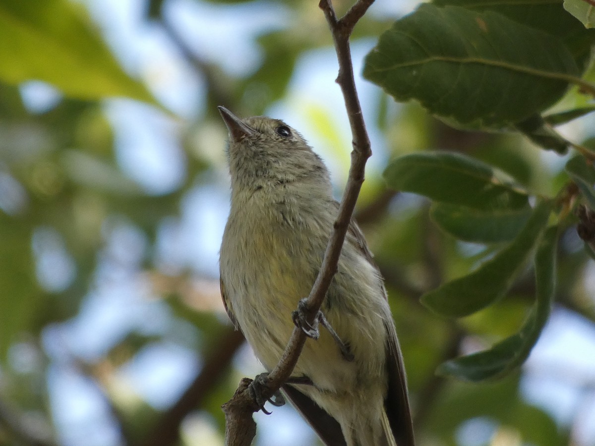 Hutton's Vireo - ML170641071