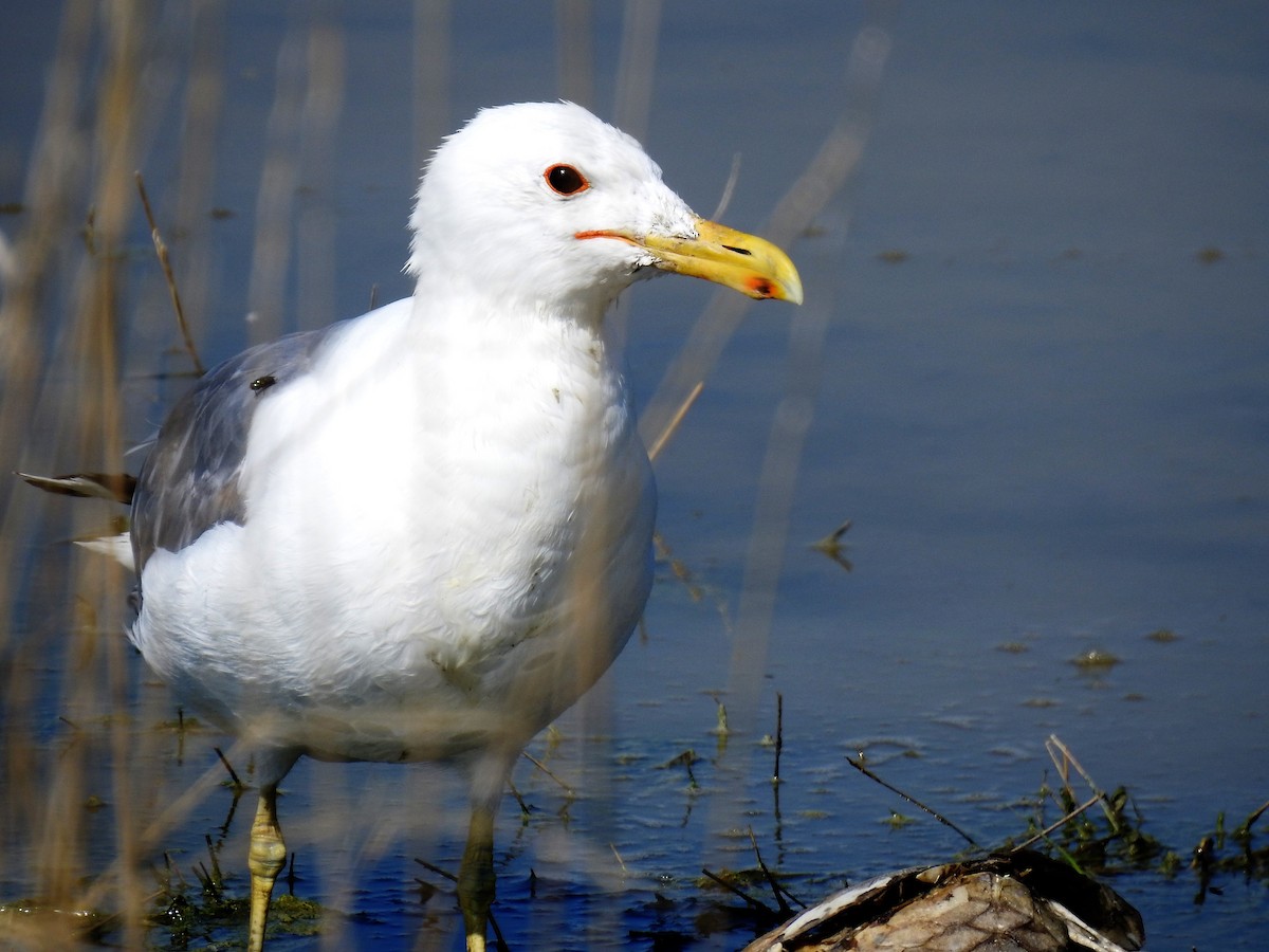 California Gull - ML170641371