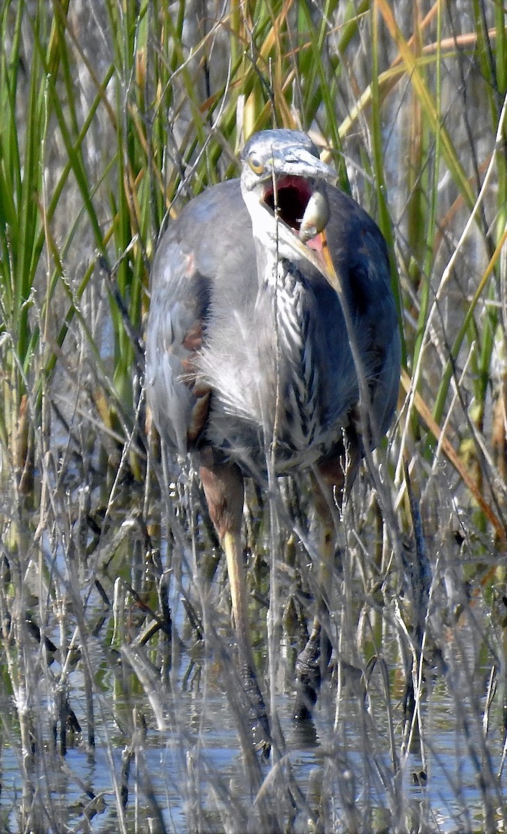 Great Blue Heron - ML170641411