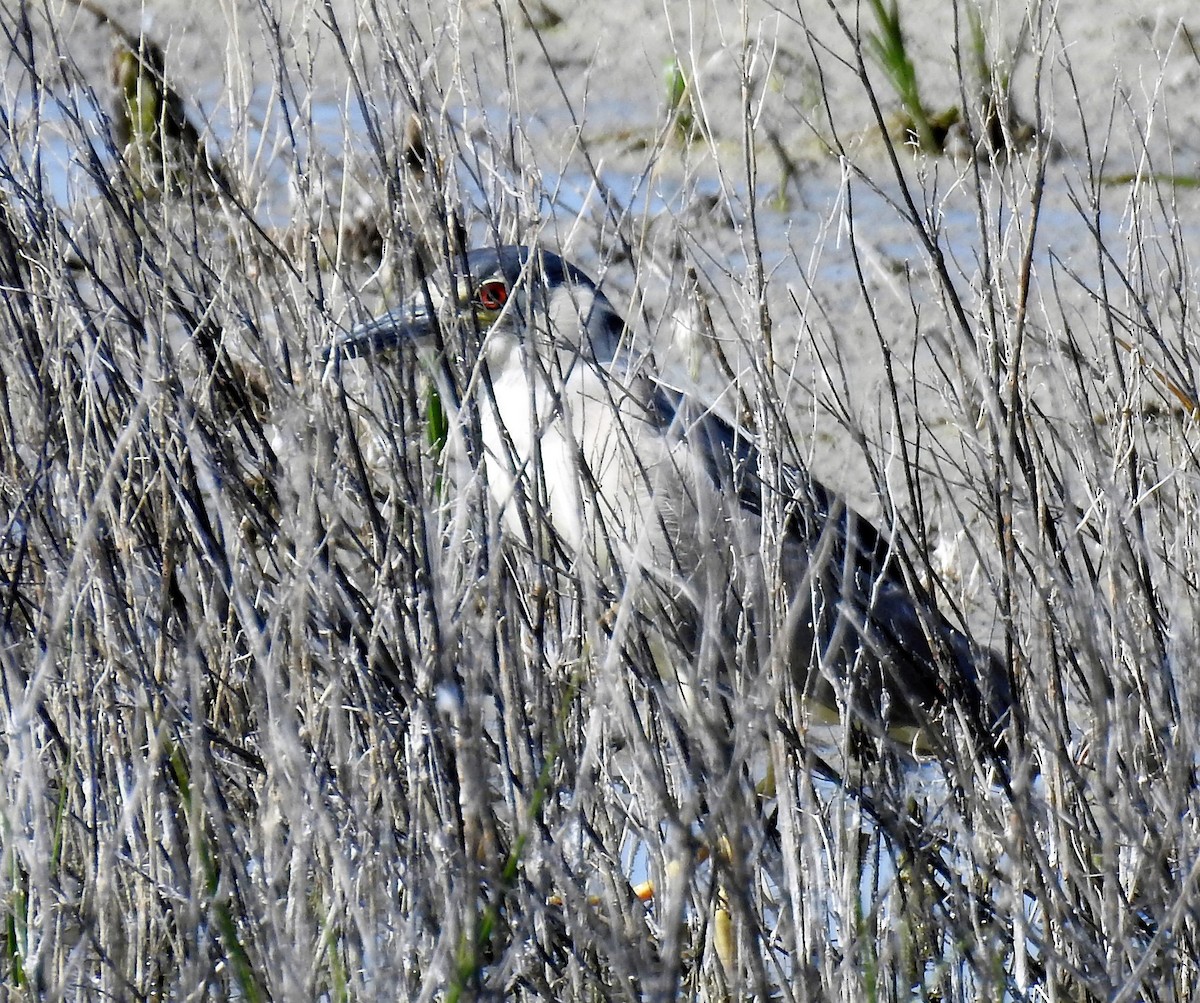 Black-crowned Night Heron - ML170641471