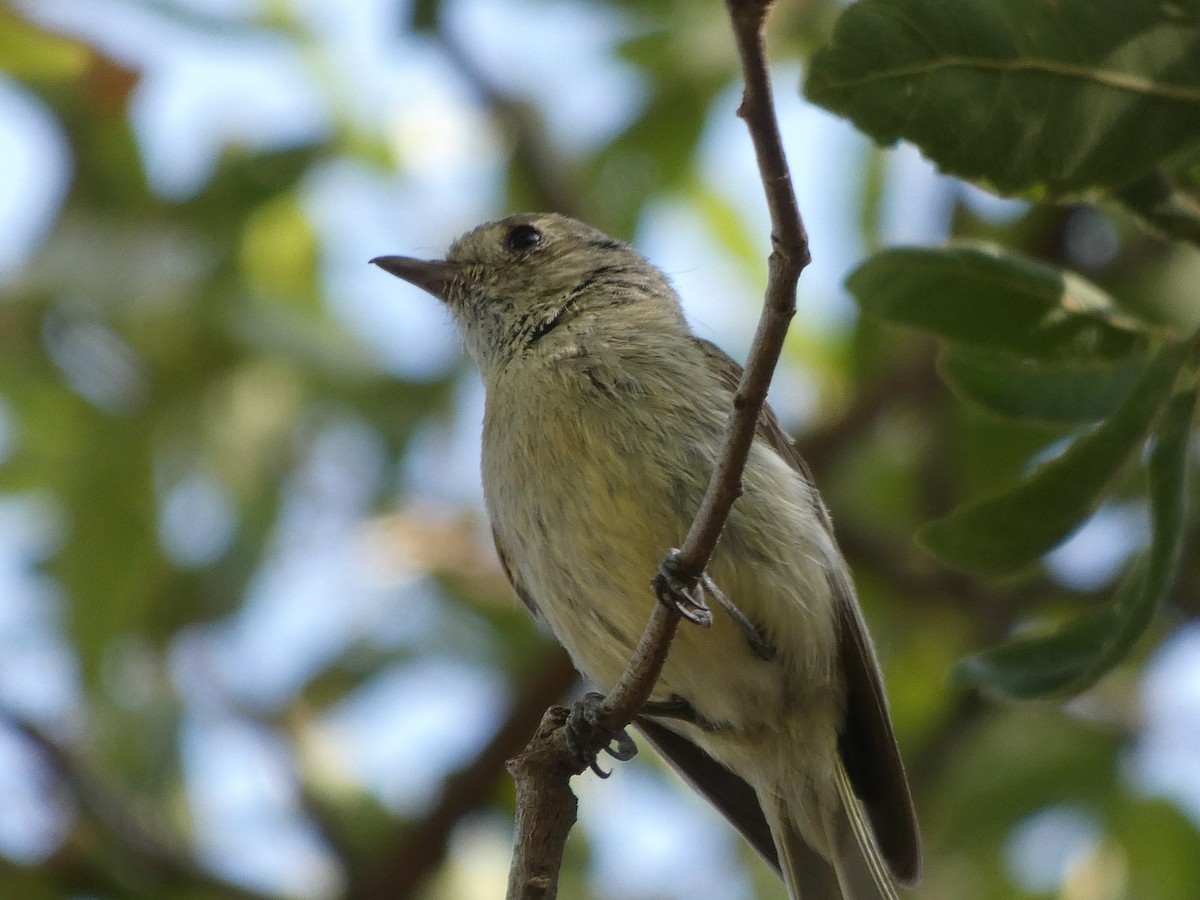 Hutton's Vireo - ML170642641