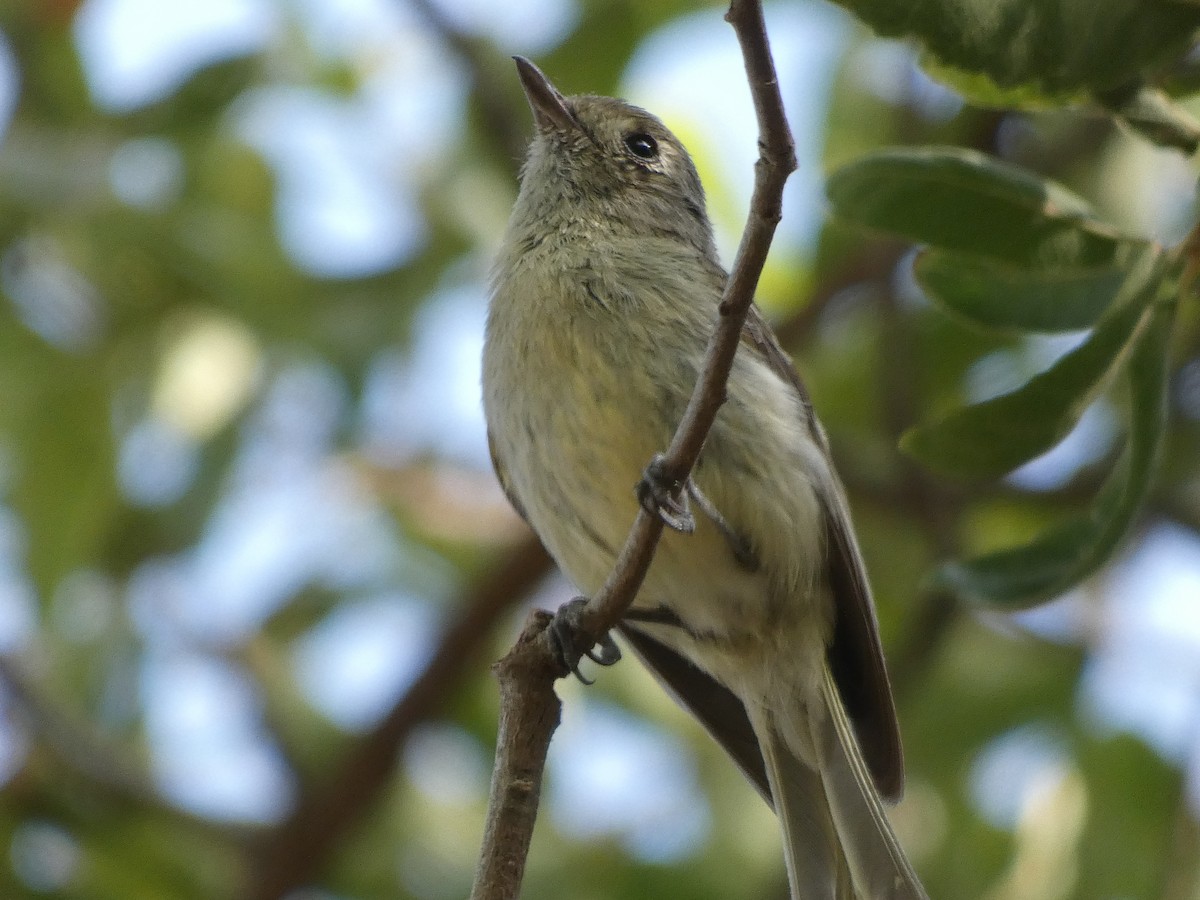 Hutton's Vireo - ML170644261